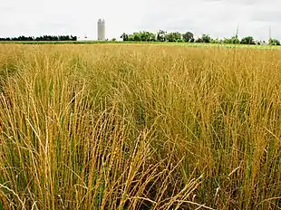 Græsarten Thinopyrum intermedium er meget udbredt på prærien.
