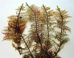 Thuidium delicatulumFoto: Algirdas