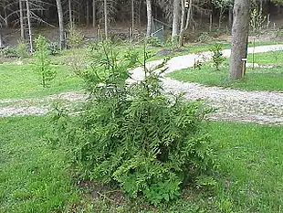 Hønsebenstræ (Thujopsis dolabrata).