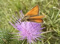 Skråstregbredpande (Thymelicus sylvestris)