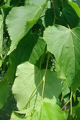 Unge blade hos småbladet lind (Tilia cordata) Foto: Sten Porse