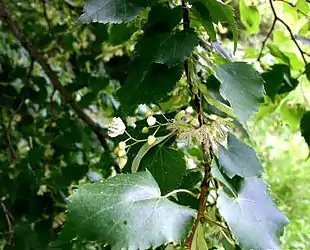 Småbladet lind (Tilia cordata):Blomstrende gren
