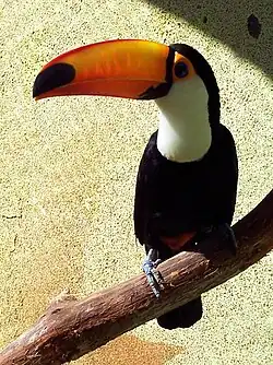 Kæmpetukan, Ramphastos toco