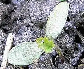 En tokimbladet plante har spiret og man ser de to kimblade samt et første  egentligt blad, der er ved at udvikle sig.