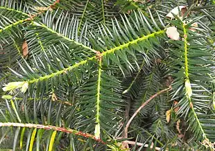 Californisk nøddetaks (Torreya californica)