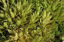 Gul Snoblad Tortella inclinata