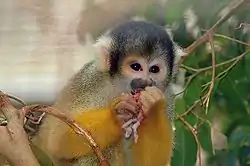 Dødningehovedabe (Saimiri sciureus)