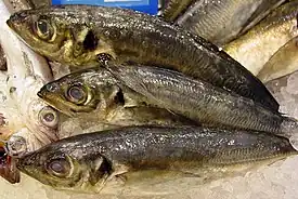 Trachurus trachurusFoto: Luis Miguel Bugallo Sánchez