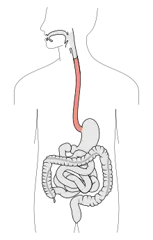 Tractus intestinalis esophagus