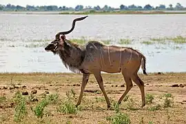 Stor kudu (Tragelaphus stepsiceros) i Botswana
