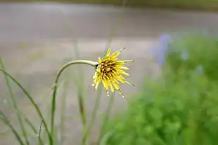 Enggedeskæg (Tragopogon pratensis).