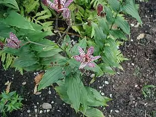 Blomstrende Tudselilje.