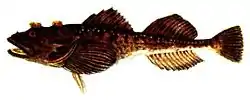 Myoxocephalus quadricornis
