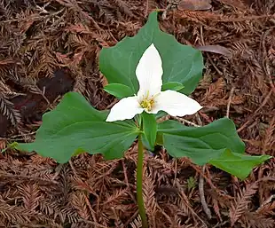 Trillium ovatum Foto: Stan Shebs