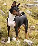 Sort og tan Basenji