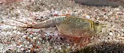 Triops longicaudatus