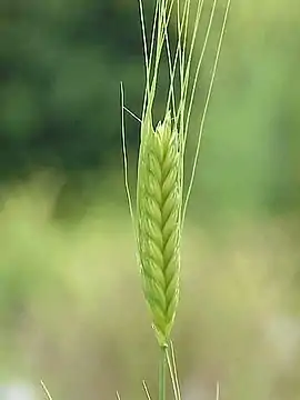 Enkorn (Triticum monococcum).