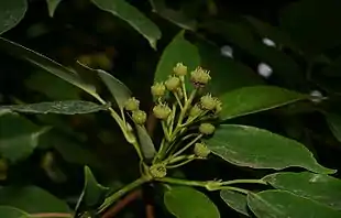 Trochodendron aralioides med de usædvanlige blomster.