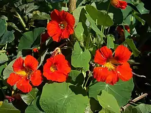 Blomsterkarse (Tropaeolum majus).