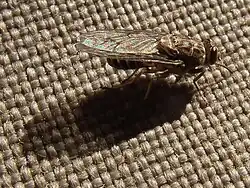 Tsetseflue af arten Glossina morsitans