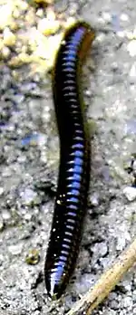 Billede af tusindben.