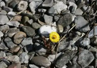 Følfod (Tussilago farfara), en indikator for tilgængeligt kalium og magnesium.