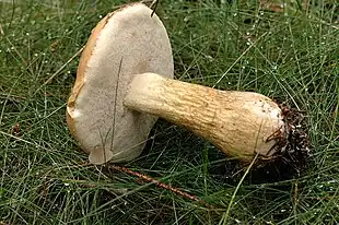 Galde-Rørhat (Tylopilus felleus) Foto: James Lindsey