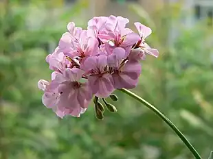 Havevarietet af Pelargonie (Pelargonium).