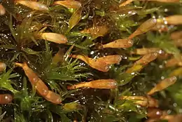 Kruset Låddenhætte Ulota crispa