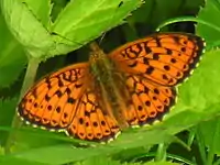 Engperlemorsommerfugl     Brenthis ino