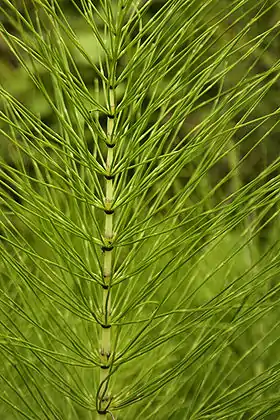 Elfenbens-Padderok (Equisetum telmateia).