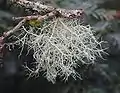 Cyphobasidium sp. (klassen Cystobasidiomycetes) parasiterer på Skæglav (Usnea sp.) (billedet). Lav er en symbiose mellem en svamp (hyppigst en sæksvamp) og en grønalge.
