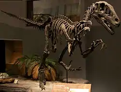 Utahraptor ostrommaysorum