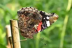 Admiralens underside.Foto: Holger Gröschl