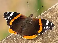 Admiral  -   Vanessa atalanta