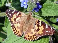 Tidselsommerfugl  -   Vanessa cardui