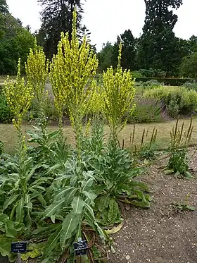 Filtbladet kongelys (Verbascum thapsus) Foto: Magnus Manske.