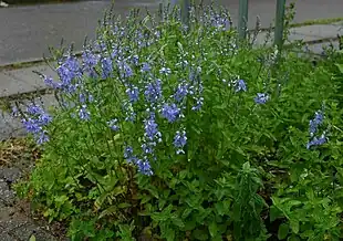 Østrigsk ærenpris (Veronica austriaca).