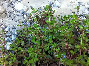 Tykbladet Ærenpris (Veronica beccabunga) Foto: Gernot A. Molitor