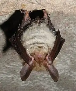 Bechsteins flagermus (Myotis bechsteinii)