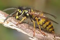Almindelig gedehams (Vespula vulgaris)