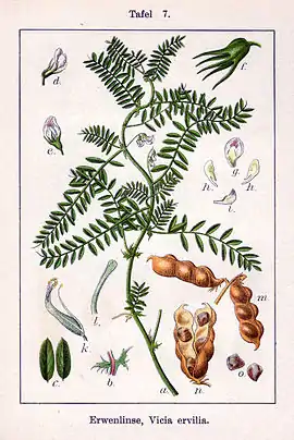 Perlevikke (Vicia ervilia)