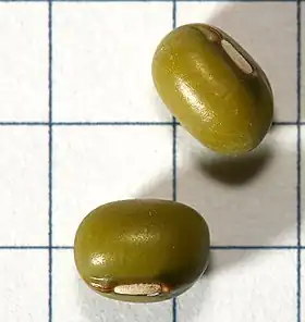 Mung-Bønne (Vigna radiata)Kvadraterne er 5 x 5 mm