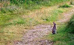 Vildkanin ved Rindby Strand, Fanø Foto: Malene Thyssen, 2002