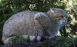 Vildkat i Skånes Djurpark