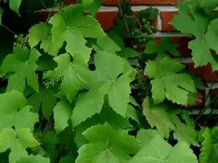 Vinstokken er den karakteristiske plante i ordenen.