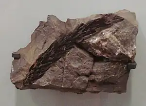 Voltzia heterophylla