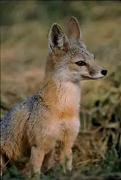 Vulpes macrotis