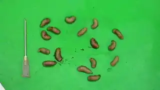 Larver af Gasterophilus haemorrhoidalis