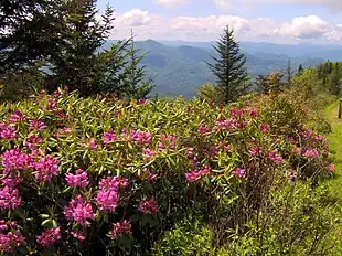 Catawba-Rododendron (Rhododendron catawbiense)på sit naturlige voksested i Appalacherne.